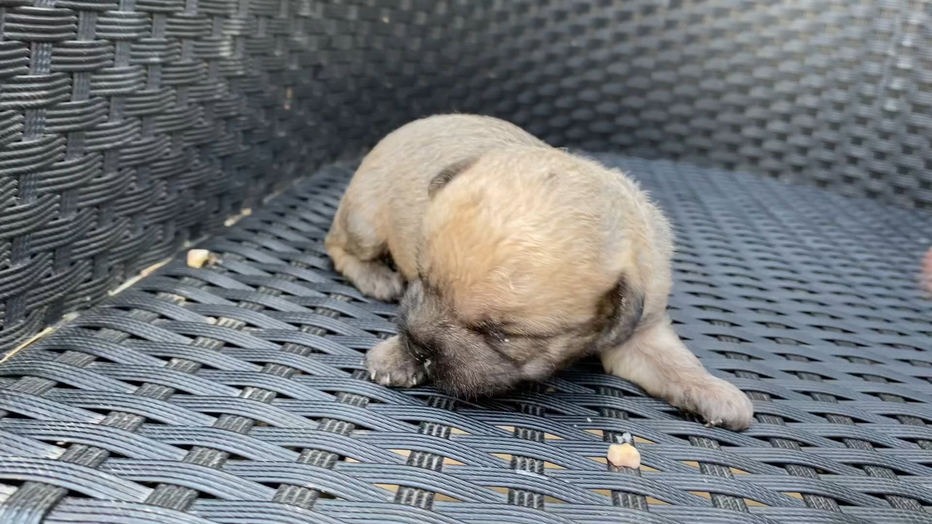 小狗几天睁眼睛？不同品种对照表