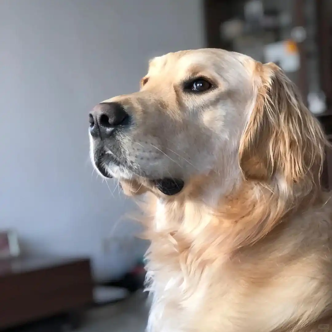 狗狗喂食凤梨指南（铲屎官实操版）